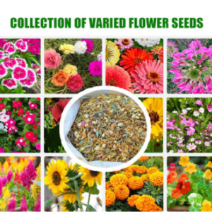 WELLNESSCART Natural Flower Seeds Pack – Fresh Home Gardening Seeds (Pack of 2, Mixed Flower Seeds) (with free khad 200grams)